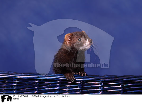 Frettchen / ferret / JH-07489