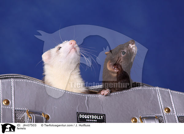 Frettchen / ferrets / JH-07503