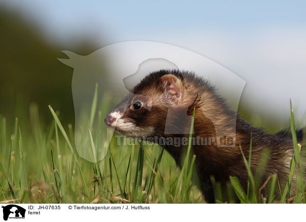 Frettchen / ferret / JH-07635