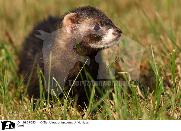 Frettchen / ferret / JH-07653