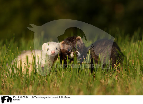Frettchen / ferrets / JH-07654