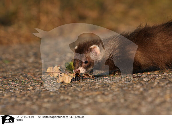 Frettchen / ferret / JH-07676