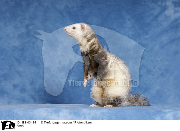 Frettchen / ferret / BS-03184