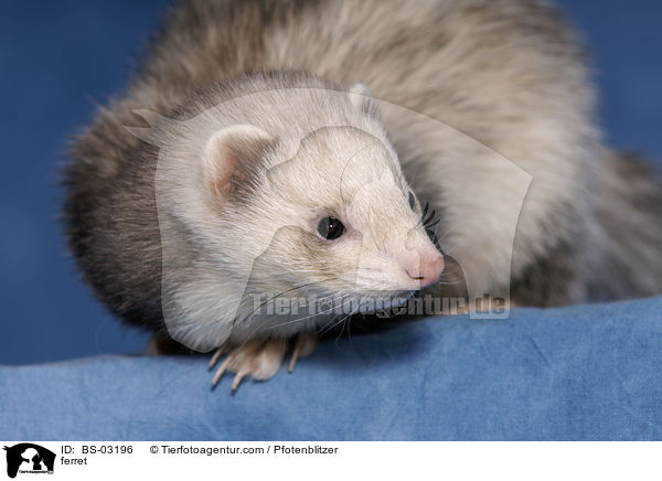 Frettchen / ferret / BS-03196