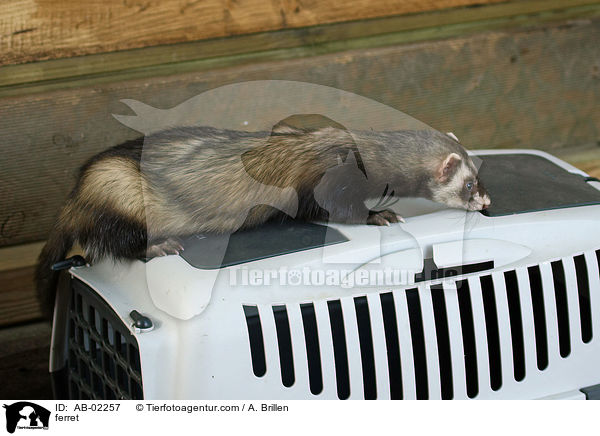 Frettchen / ferret / AB-02257