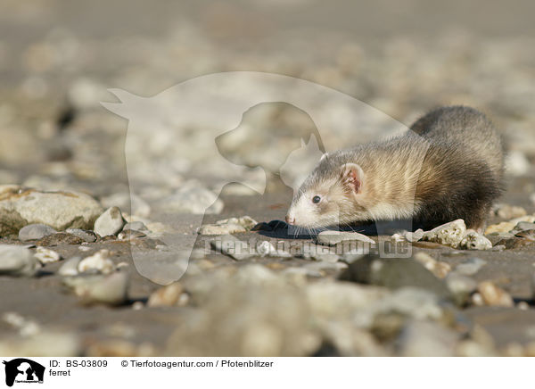 ferret / BS-03809