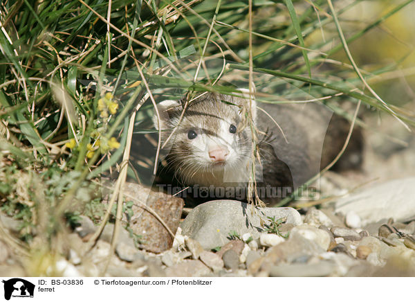 Frettchen / ferret / BS-03836