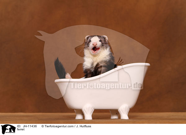 ferret / JH-11436