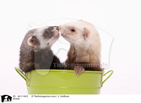 ferrets / JH-11443