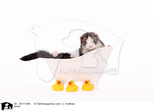 ferret / JH-11448