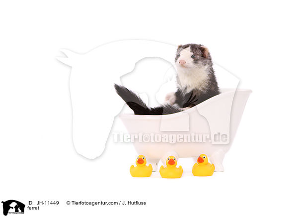 Frettchen / ferret / JH-11449