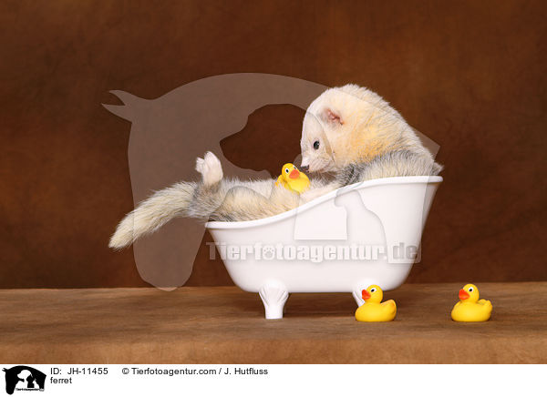 Frettchen / ferret / JH-11455