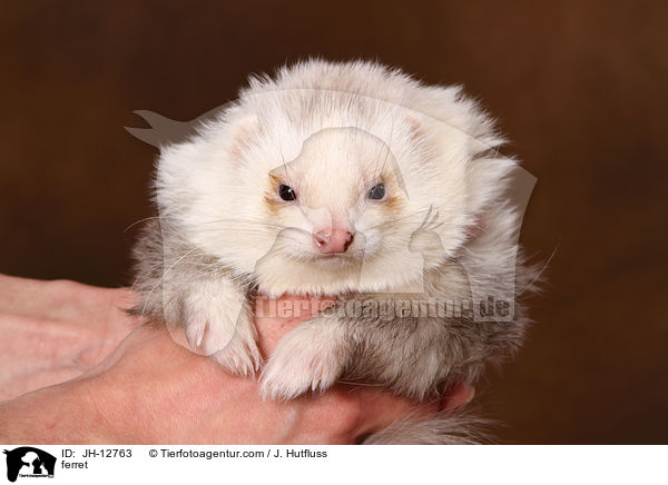 Frettchen / ferret / JH-12763