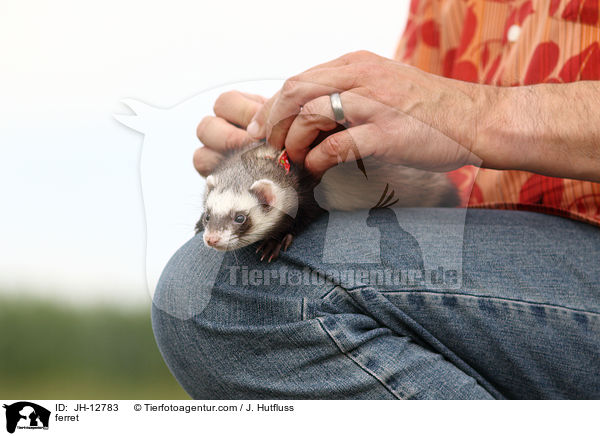 ferret / JH-12783