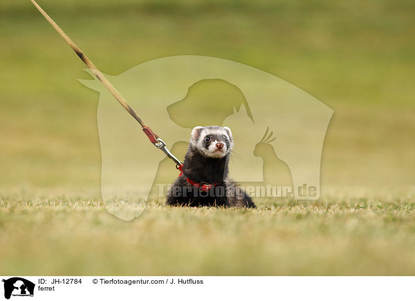 ferret / JH-12784