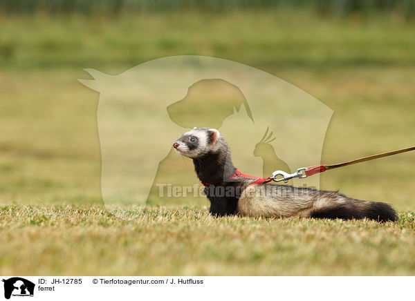 ferret / JH-12785