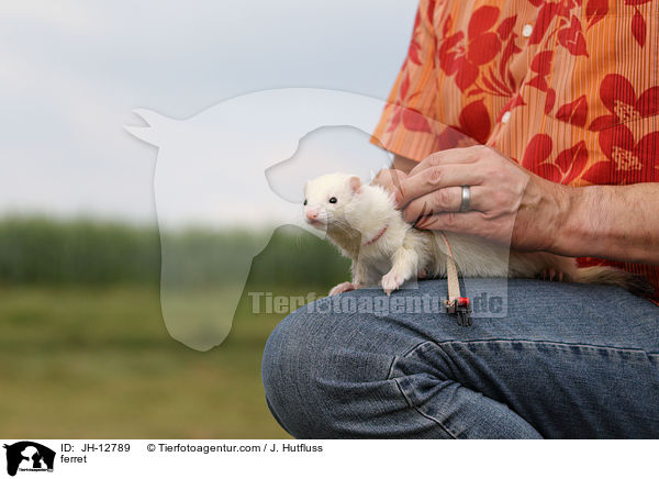 Frettchen / ferret / JH-12789