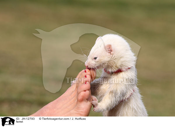Frettchen / ferret / JH-12793