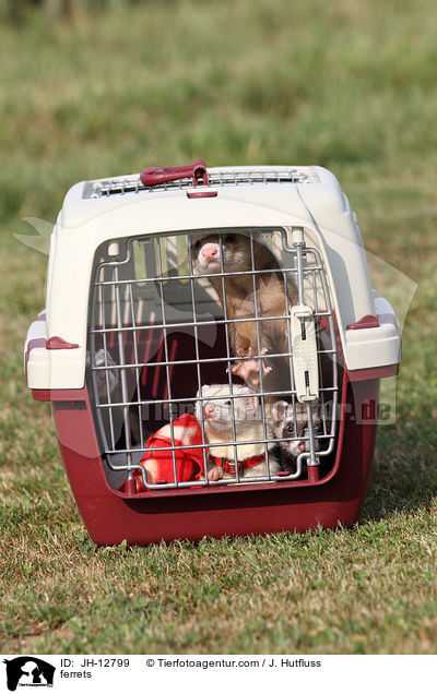 Frettchen / ferrets / JH-12799