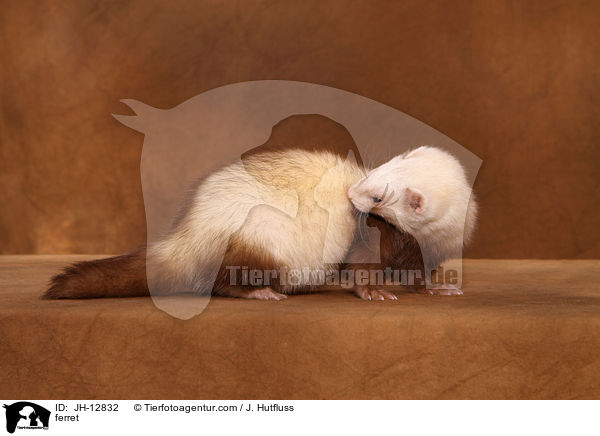 ferret / JH-12832