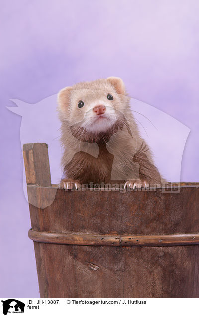 Frettchen / ferret / JH-13887