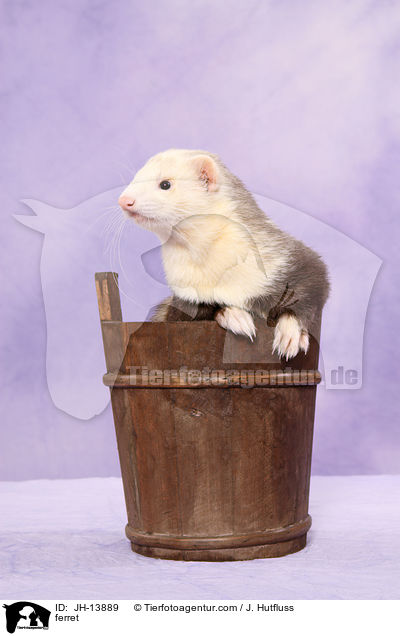 Frettchen / ferret / JH-13889
