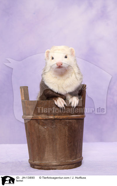 ferret / JH-13890
