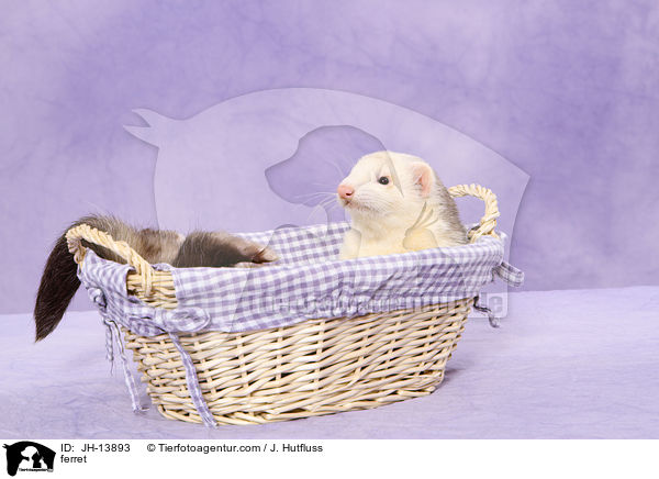 Frettchen / ferret / JH-13893