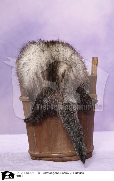 ferret / JH-13894