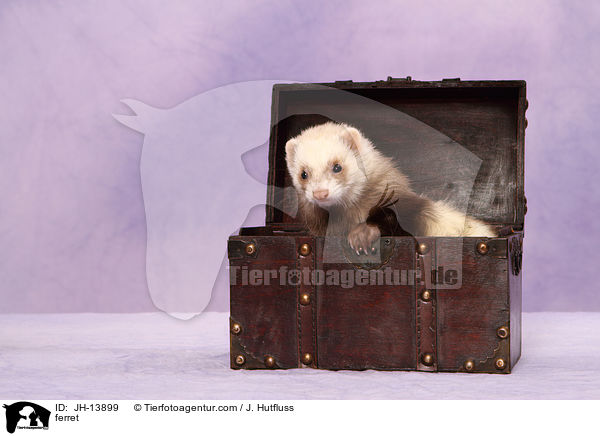 Frettchen / ferret / JH-13899