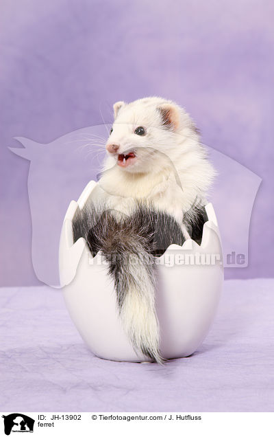 Frettchen / ferret / JH-13902