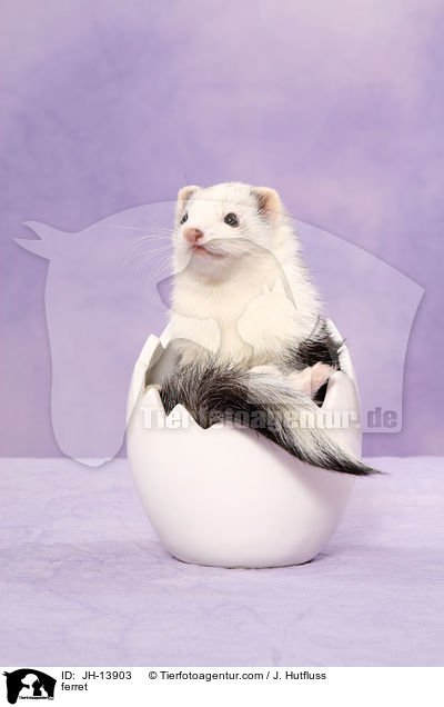 ferret / JH-13903