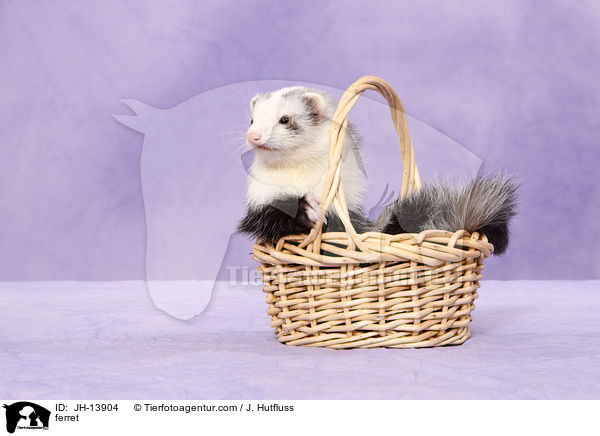 ferret / JH-13904
