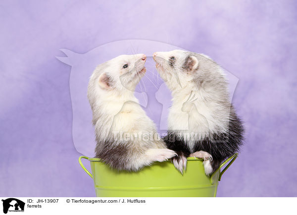 ferrets / JH-13907
