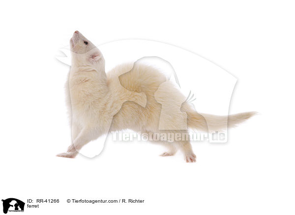 Frettchen / ferret / RR-41266