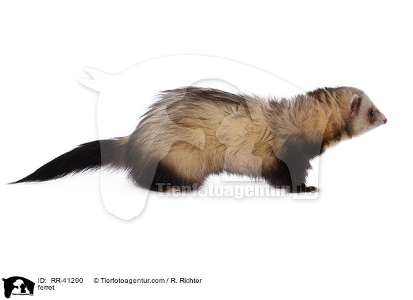 ferret / RR-41290