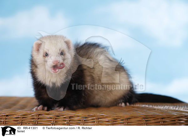 ferret / RR-41301
