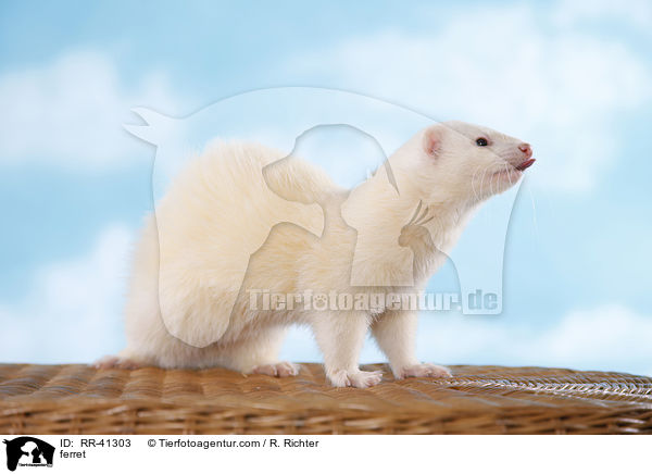 Frettchen / ferret / RR-41303