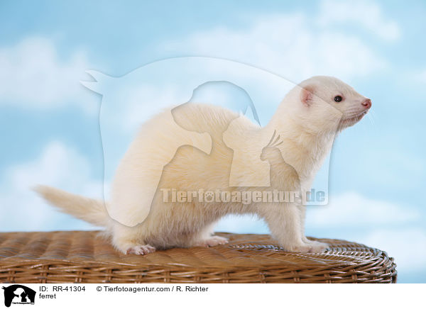 Frettchen / ferret / RR-41304