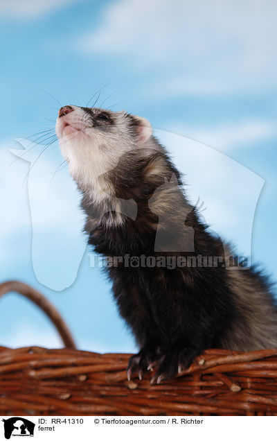ferret / RR-41310