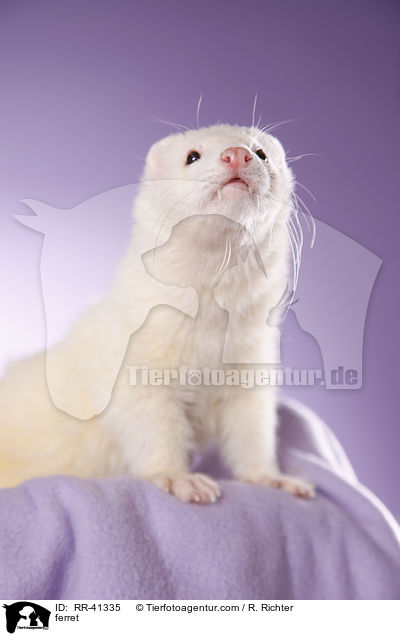 Frettchen / ferret / RR-41335