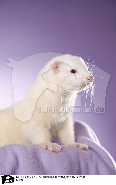Frettchen / ferret / RR-41337