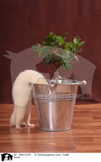 Frettchen / ferret / VM-01076