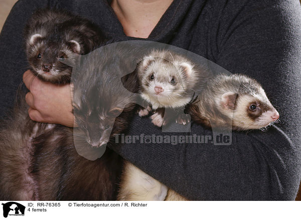 4 Frettchen / 4 ferrets / RR-76365