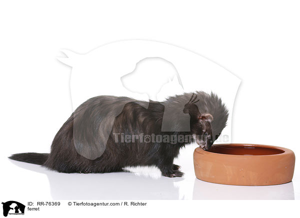 Frettchen / ferret / RR-76369