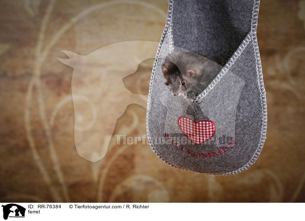 Frettchen / ferret / RR-76384