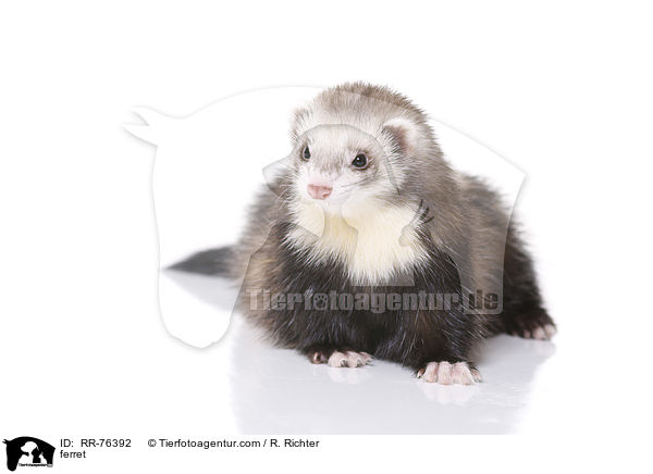 ferret / RR-76392