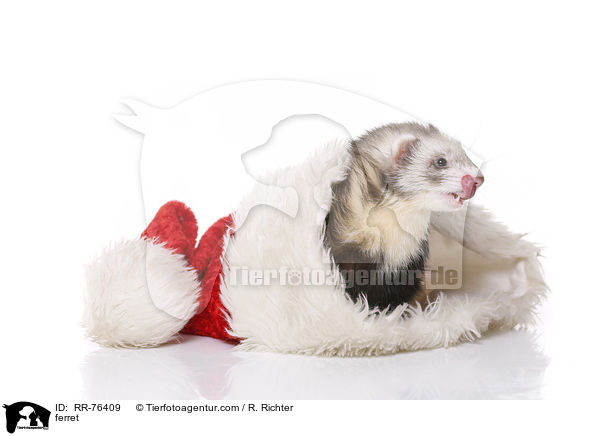 ferret / RR-76409