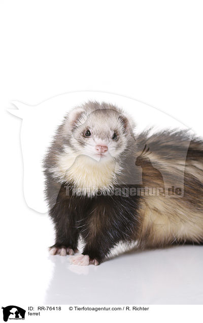 ferret / RR-76418