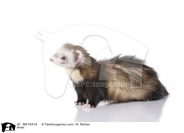 Frettchen / ferret / RR-76419